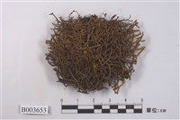 藏品(鞭蘚屬)的圖片